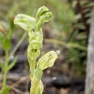 Hymenochilus cycnocephalus at Stromlo, ACT - suppressed