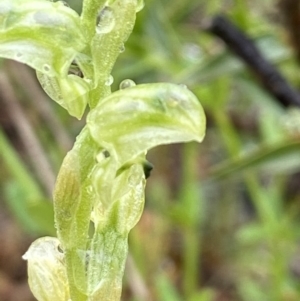 Hymenochilus cycnocephalus at Stromlo, ACT - suppressed