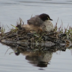 Tachybaptus novaehollandiae (Australasian Grebe) at Fyshwick, ACT - 11 Oct 2021 by Christine