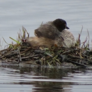 Tachybaptus novaehollandiae at Fyshwick, ACT - 12 Oct 2021