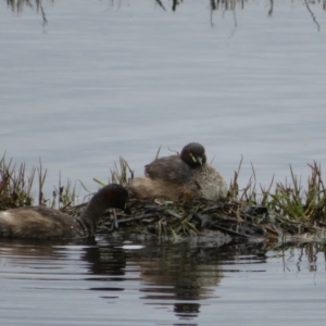 Tachybaptus novaehollandiae at Fyshwick, ACT - 12 Oct 2021