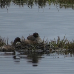 Tachybaptus novaehollandiae at Fyshwick, ACT - 12 Oct 2021