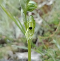 Hymenochilus bicolor (Black-tip Greenhood) at Watson, ACT - 12 Oct 2021 by Lou