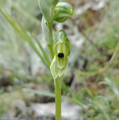 Hymenochilus bicolor (ACT) = Pterostylis bicolor (NSW) (Black-tip Greenhood) at Watson, ACT - 13 Oct 2021 by Lou