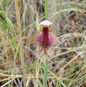 Calochilus platychilus at Molonglo Valley, ACT - suppressed