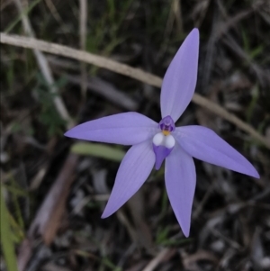 Glossodia major at Cook, ACT - suppressed