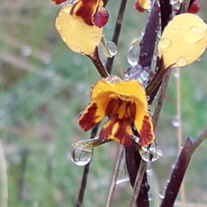 Diuris semilunulata at Stromlo, ACT - 13 Oct 2021