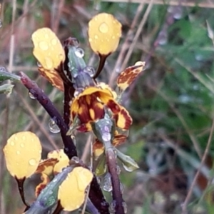 Diuris semilunulata at Stromlo, ACT - 13 Oct 2021