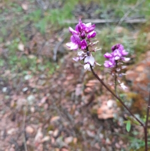 Indigofera australis subsp. australis at Jacka, ACT - 13 Oct 2021