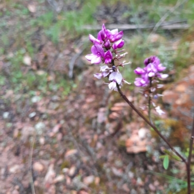 Indigofera australis subsp. australis (Australian Indigo) at Jacka, ACT - 12 Oct 2021 by MB