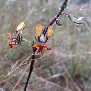 Diuris semilunulata at Stromlo, ACT - suppressed