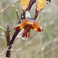 Diuris semilunulata at Stromlo, ACT - suppressed