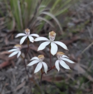 Caladenia moschata at Aranda, ACT - suppressed