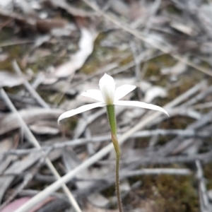 Caladenia ustulata at Aranda, ACT - suppressed