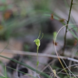 Diplodium nanum (ACT) = Pterostylis nana (NSW) at Darlow, NSW - suppressed