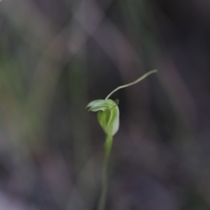 Diplodium nanum (ACT) = Pterostylis nana (NSW) at Darlow, NSW - suppressed