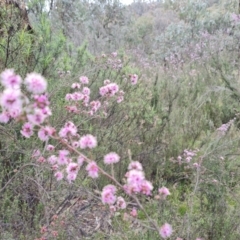 Kunzea parvifolia (Violet Kunzea) at Jerrabomberra, ACT - 13 Oct 2021 by Mike