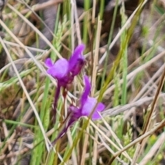 Linaria pelisseriana (Pelisser's Toadflax) at Jerrabomberra, ACT - 13 Oct 2021 by Mike