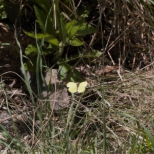 Eurema smilax at Stromlo, ACT - 8 Oct 2021