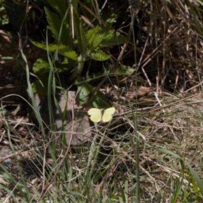 Eurema smilax (Small Grass-yellow) at Stromlo, ACT - 8 Oct 2021 by RAllen