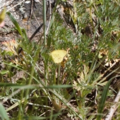 Eurema smilax at Stromlo, ACT - 8 Oct 2021