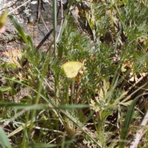 Eurema smilax at Stromlo, ACT - 8 Oct 2021