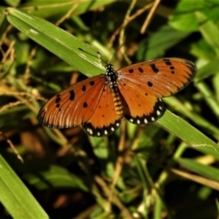 Acraea terpsicore (Tawny Coster) at Cranbrook, QLD - 10 Jul 2021 by TerryS