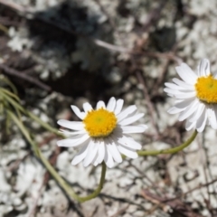 Rhodanthe anthemoides (Chamomile Sunray) at Stromlo, ACT - 8 Oct 2021 by RAllen