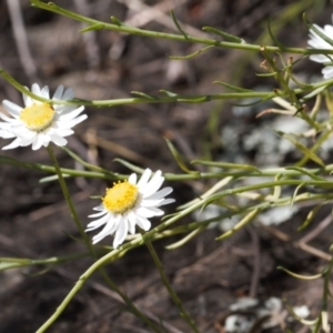 Rhodanthe anthemoides at Stromlo, ACT - 8 Oct 2021 01:45 PM