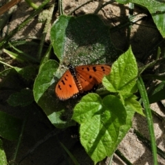 Acraea terpsicore (Tawny Coster) at Cranbrook, QLD - 15 Jun 2019 by TerryS