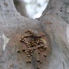 Apis mellifera (European honey bee) at GG229 - 13 Oct 2021 by LisaH