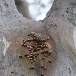 Apis mellifera at Hughes, ACT - 13 Oct 2021 01:42 PM