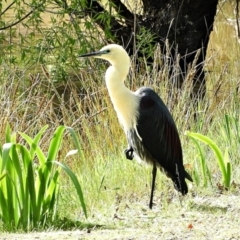 Ardea pacifica at Crooked Corner, NSW - 13 Oct 2021