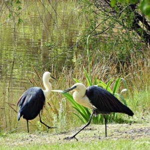 Ardea pacifica at Crooked Corner, NSW - 13 Oct 2021