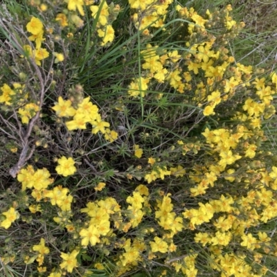 Hibbertia sp. (Guinea Flower) at Molonglo Valley, ACT - 13 Oct 2021 by Jenny54