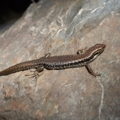 Eulamprus heatwolei (Yellow-bellied Water Skink) at Kowen, ACT - 7 Oct 2021 by RAllen