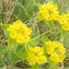 Euphorbia oblongata (Egg-leaf Spurge) at Dunlop, ACT - 10 Oct 2021 by johnpugh