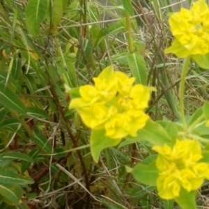 Euphorbia oblongata at Dunlop, ACT - 10 Oct 2021