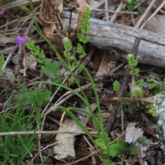 Arthropodium minus (Small Vanilla Lily) at Garran, ACT - 12 Oct 2021 by AndyRoo