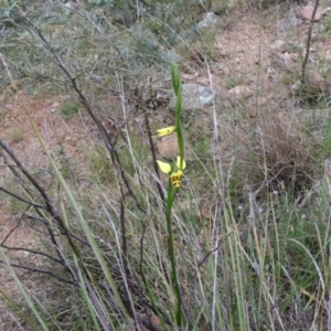 Diuris sulphurea at Tralee, NSW - suppressed