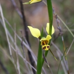 Diuris sulphurea at Tralee, NSW - 13 Oct 2021