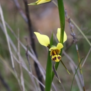 Diuris sulphurea at Tralee, NSW - 13 Oct 2021