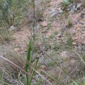 Diuris sulphurea at Tralee, NSW - 13 Oct 2021