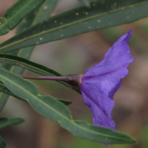 Solanum linearifolium at Garran, ACT - 12 Oct 2021