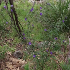 Solanum linearifolium at Garran, ACT - 12 Oct 2021