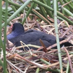 Porphyrio melanotus (Australasian Swamphen) at Kingston, ACT - 13 Oct 2021 by AlisonMilton