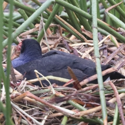 Porphyrio melanotus (Australasian Swamphen) at Kingston, ACT - 12 Oct 2021 by AlisonMilton