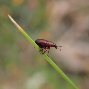 Euops sp. (genus) at Aranda, ACT - 10 Oct 2021