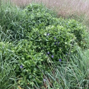 Vinca major at Curtin, ACT - 13 Oct 2021 11:10 AM