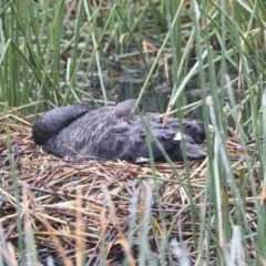 Cygnus atratus (Black Swan) at Kingston, ACT - 12 Oct 2021 by AlisonMilton